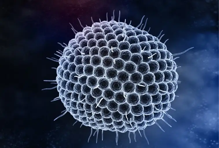 Illustration for the Varicella vaccine vaccine