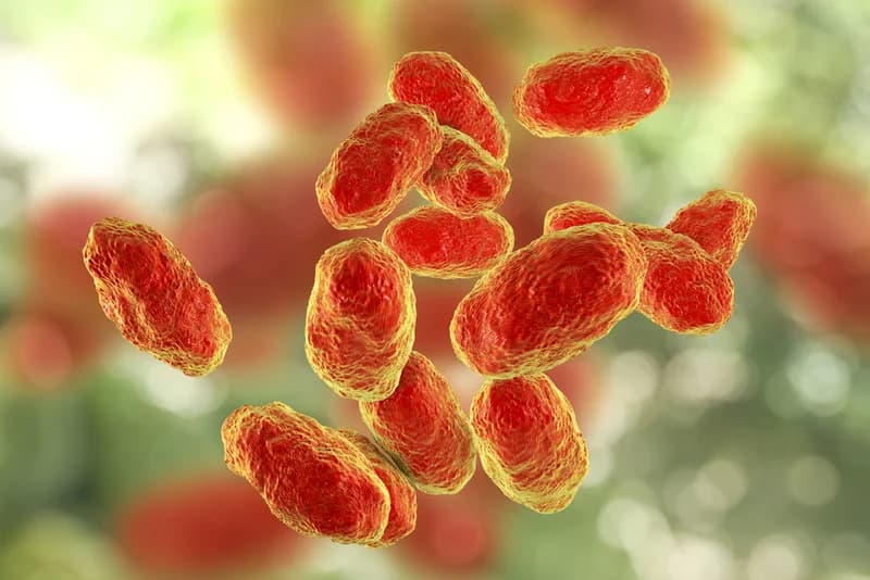 Illustration representing Hib disease