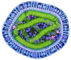 Illustration representing Measles
