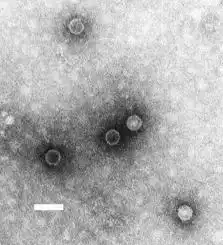 Illustration for the IPV vaccine
